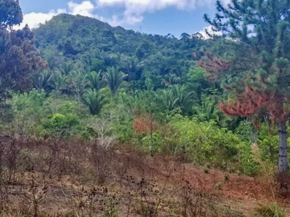 SOLD – FOR SALE – 20 ACRES ON NORTH STANN CREEK VALLEY ROAD, STANN CREEK DISTRICT